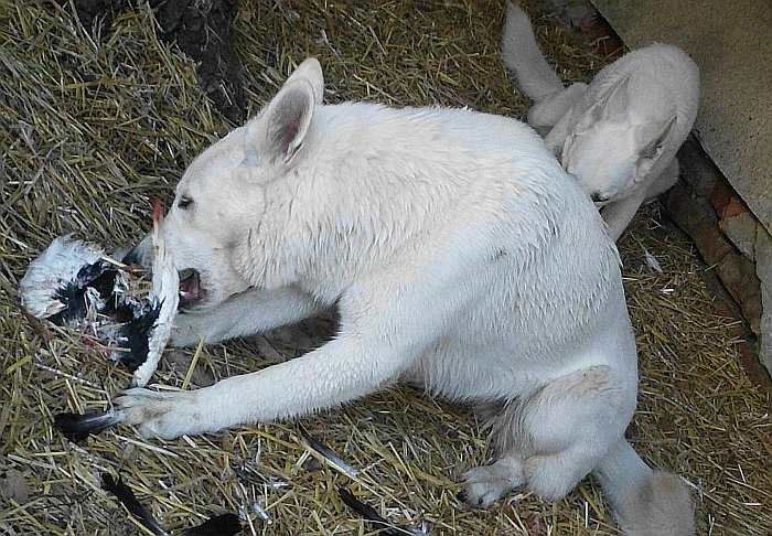 Taubenschmaus bei Cosi und Charis