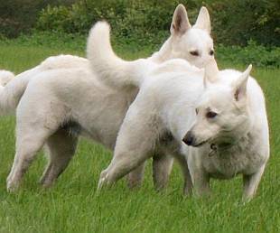 Cosima und Charis - Weisser Schweizer Schferhund