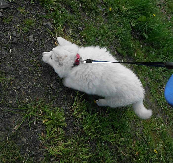 weisser Schferhund - die Grenzgnger