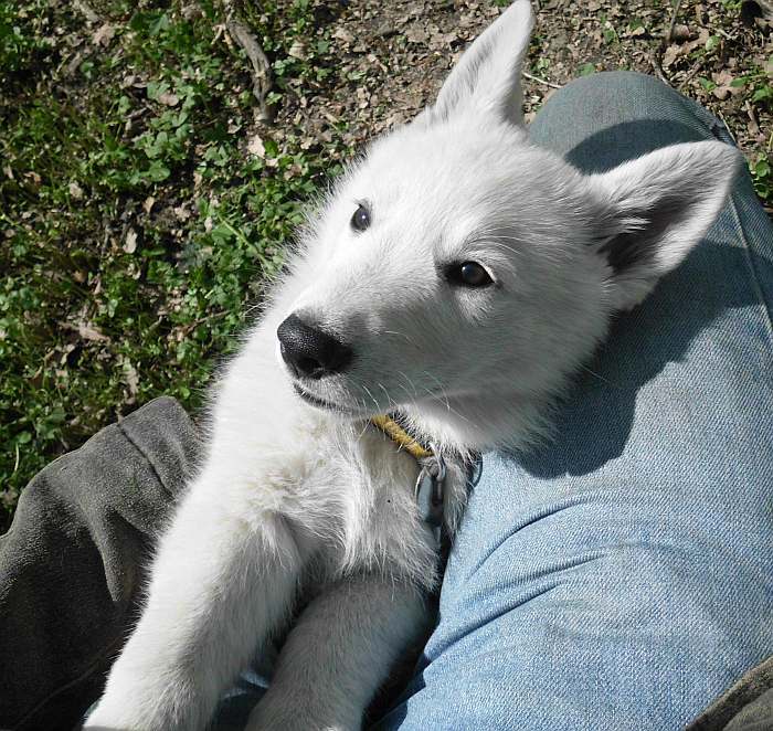 weisser Schferhund - die Grenzgnger