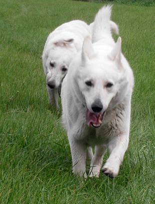 Cosima von den Grenzgngern, Weisser Schweizer Schferhund