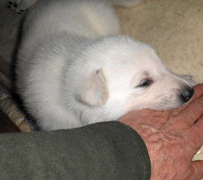 weisser Schferhundwelpe von den Grenzgngern