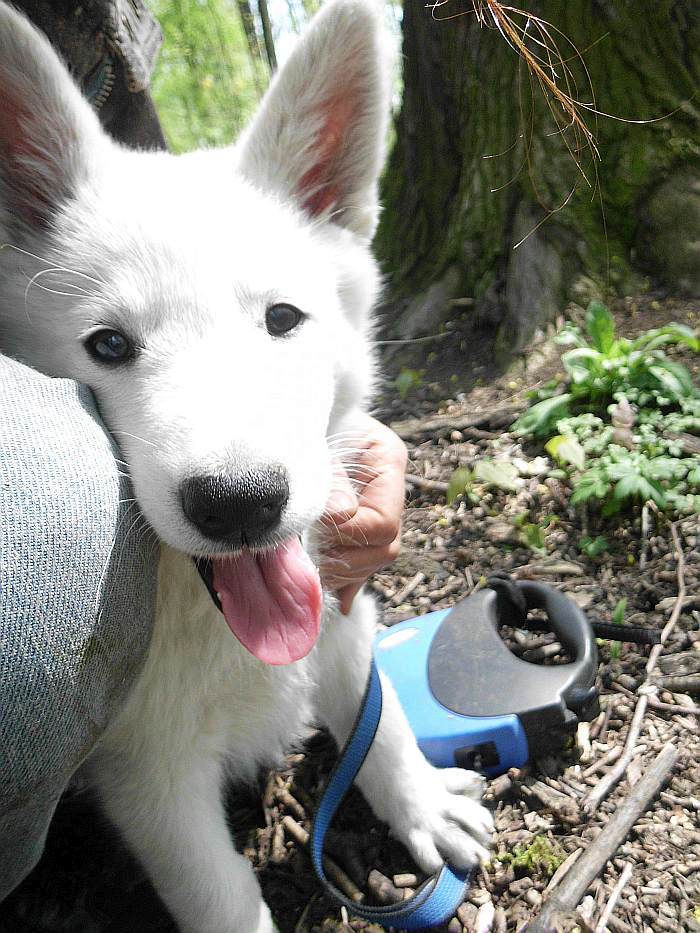 weisser Schferhund - die Grenzgnger