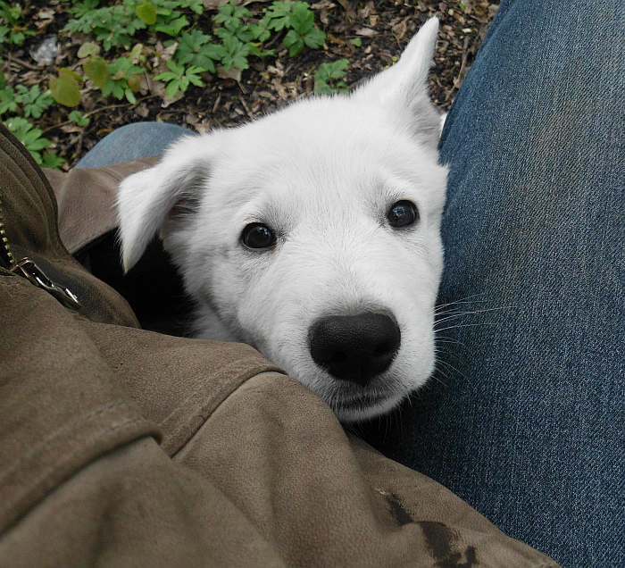 weisser Schferhund - die Grenzgnger