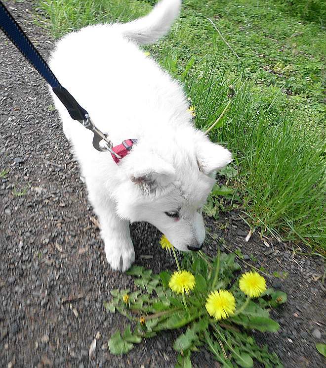 weisser Schferhund - die Grenzgnger