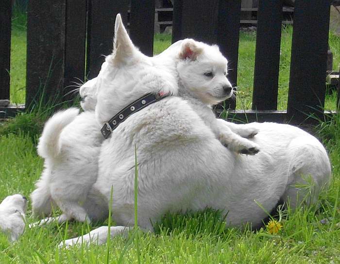 weisser Schferhund - die Grenzgnger