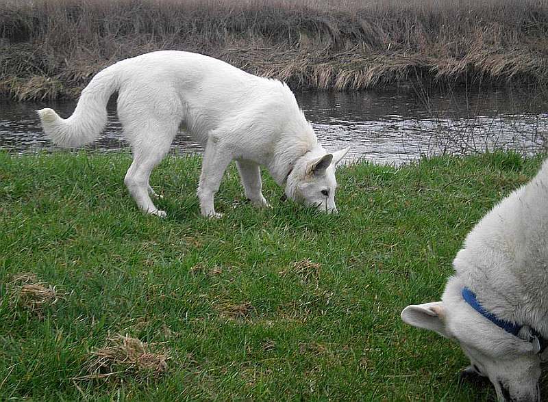 Leo - weisser Schferhund von den Grenzgngern