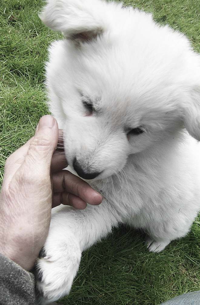 weisser Schferhund - die Grenzgnger