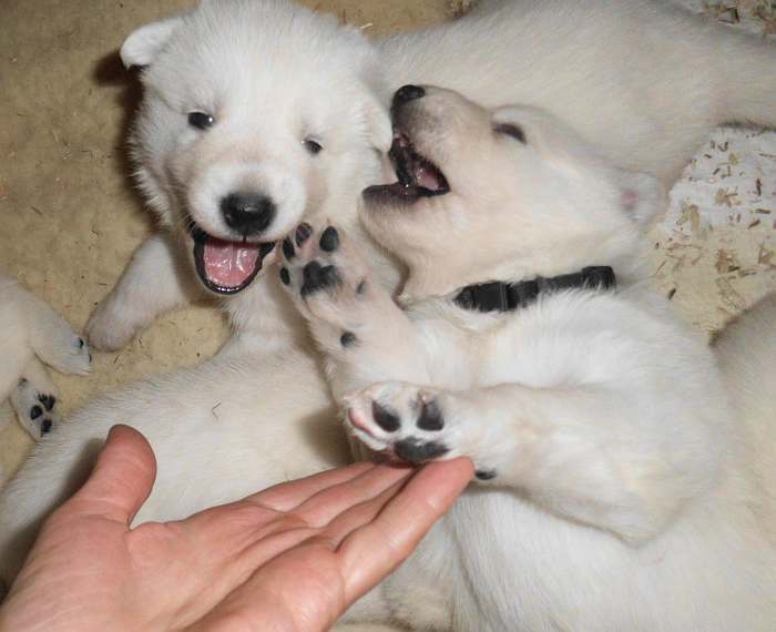 Weisse Schferhundwelpen von den Grenzgngern