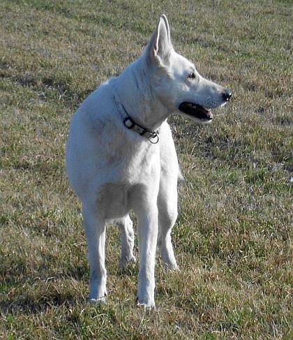 Charis von den Grenzgngern, Weisser Schweizer Schferhund