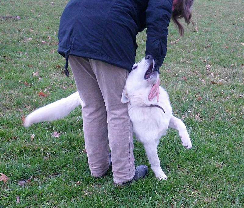 Leo - weisser Schferhund von den Grenzgngern