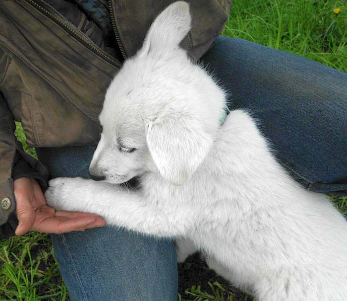 weisser Schferhund - die Grenzgnger