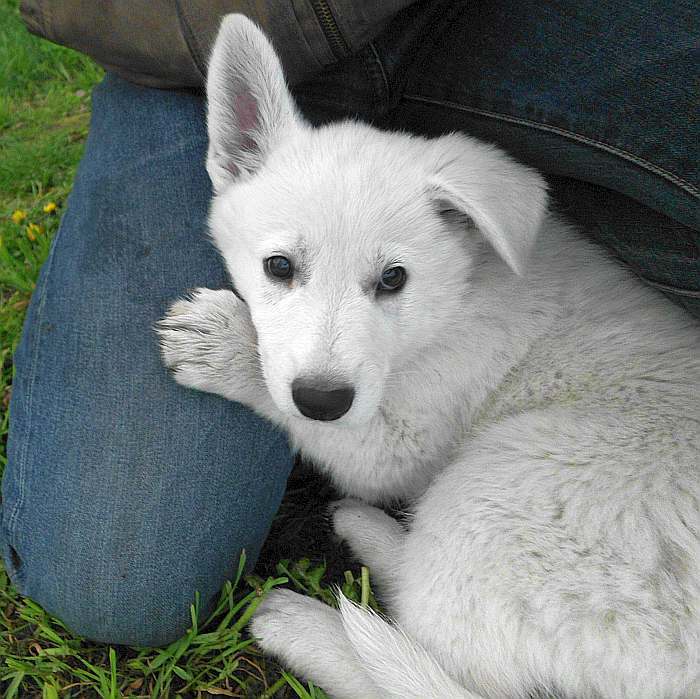 weisser Schferhund - die Grenzgnger