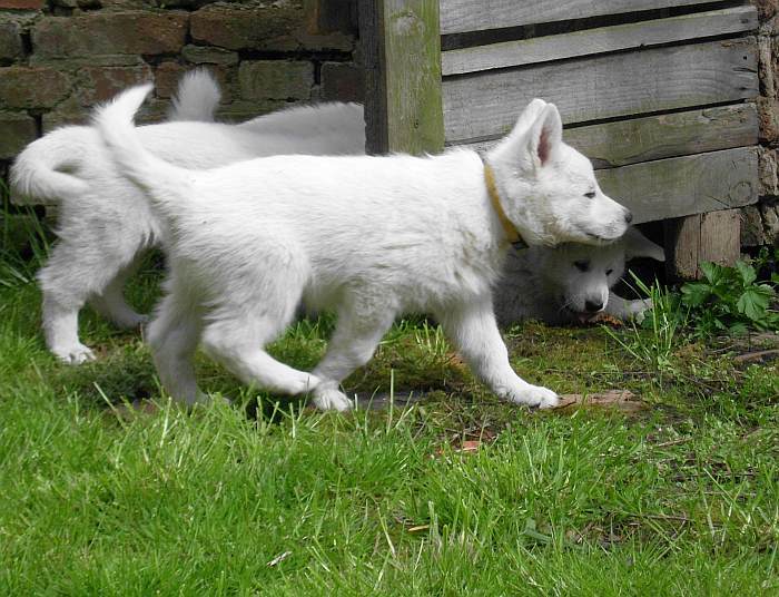 weisser Schferhund - die Grenzgnger