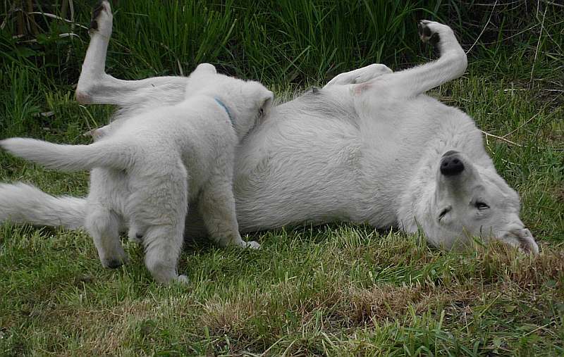 Weisser Schferhund von den Grenzgngern