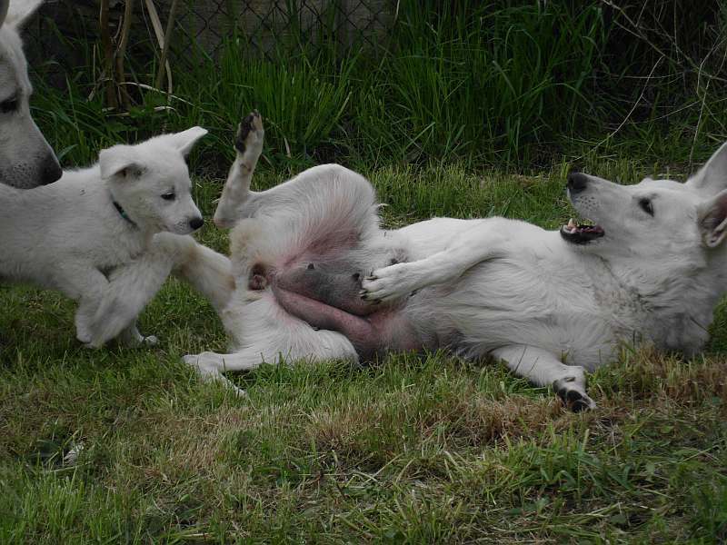 Weisser Schferhund von den Grenzgngern