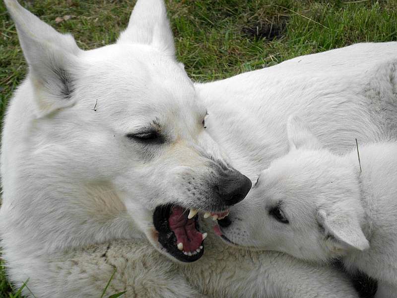 Weisser Schferhund von den Grenzgngern