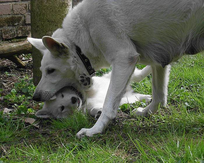 weisser Schferhund - die Grenzgnger