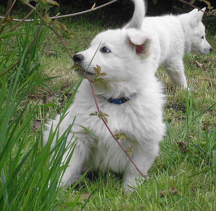 weisser Schäferhund - die Grenzgänger