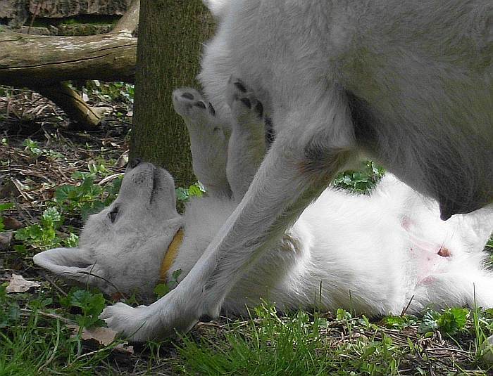 weisser Schferhund - die Grenzgnger