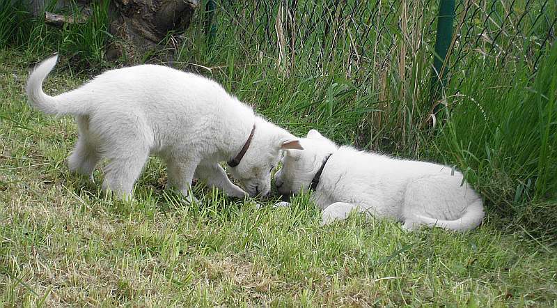 Weisser Schferhund von den Grenzgngern