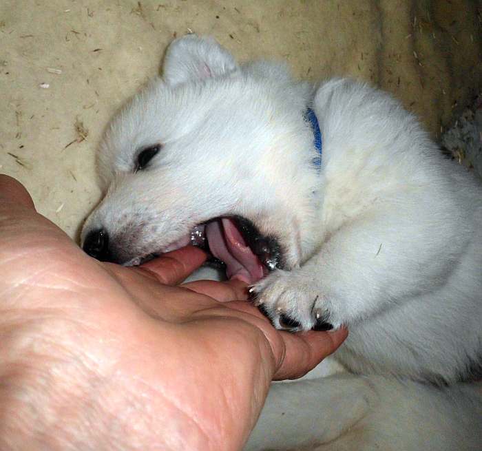 Weisse Schferhundwelpen von den Grenzgngern