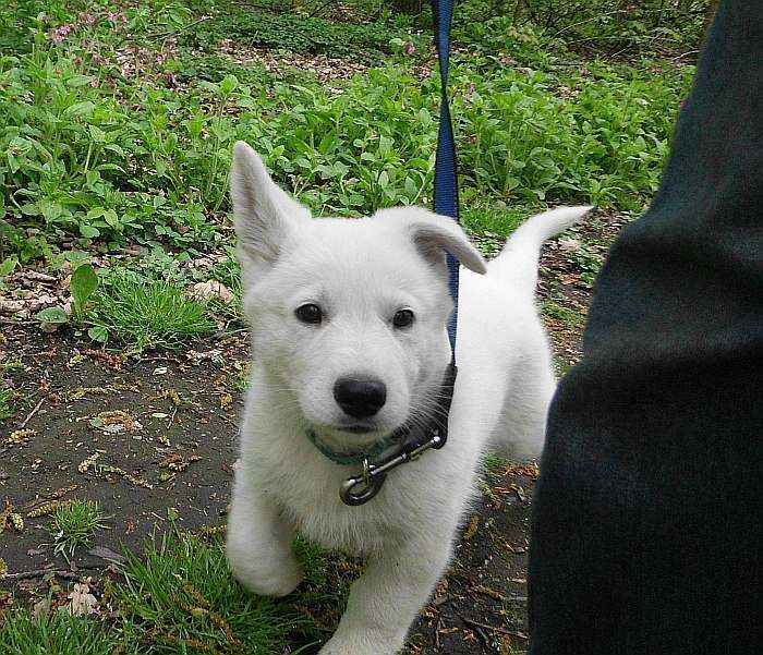 weisser Schferhund - die Grenzgnger