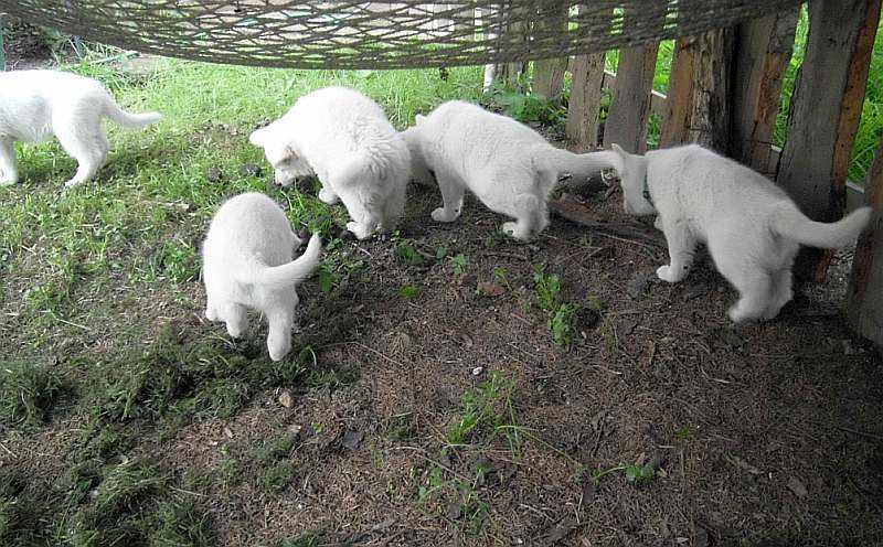 Weisser Schferhund von den Grenzgngern