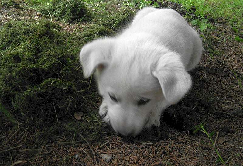 Weisser Schferhund von den Grenzgngern