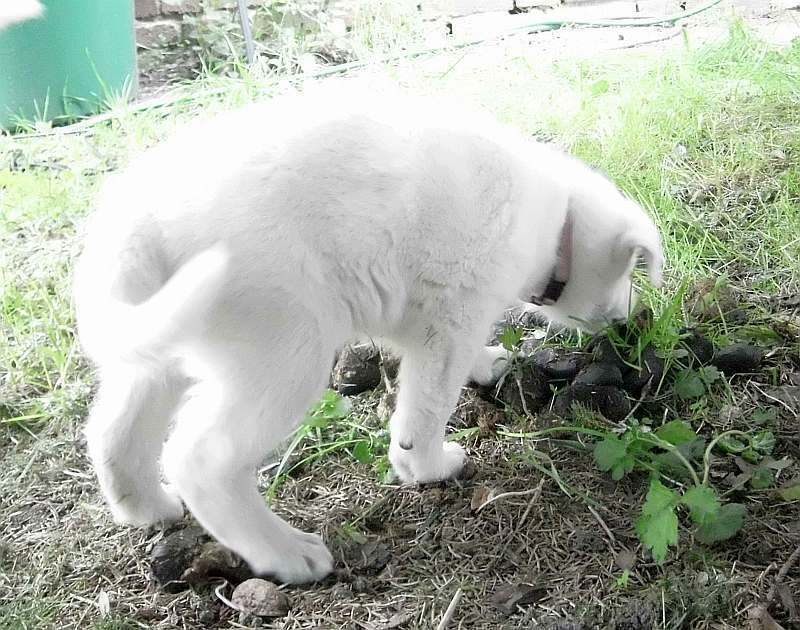 Weisser Schferhund von den Grenzgngern