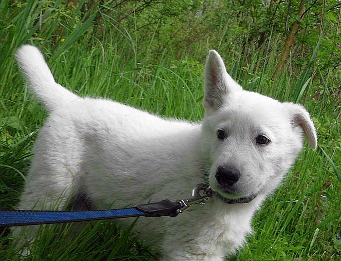 weisser Schferhund - die Grenzgnger