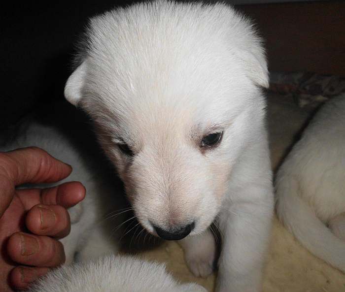 Weisser Schferhundwelpe von den Grenzgngern