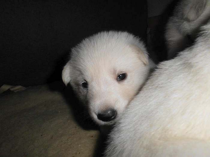 Weisse Schferhundwelpen von den Grenzgngern