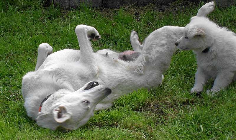 Weisser Schferhund von den Grenzgngern