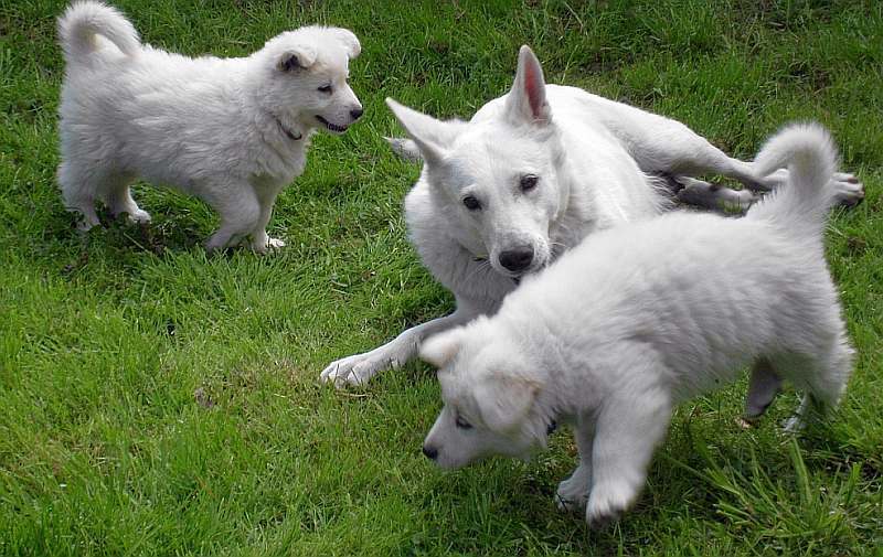 weisser Schferhund von den Grenzgngern