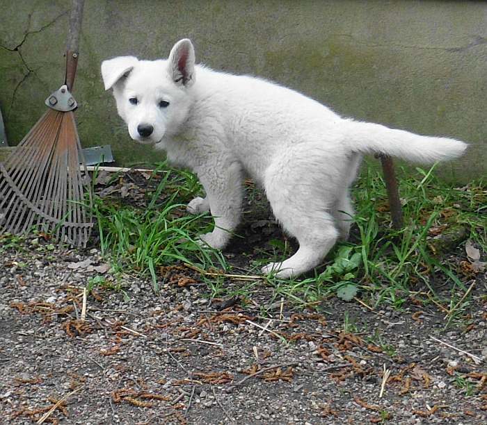 weisser Schferhund - die Grenzgnger