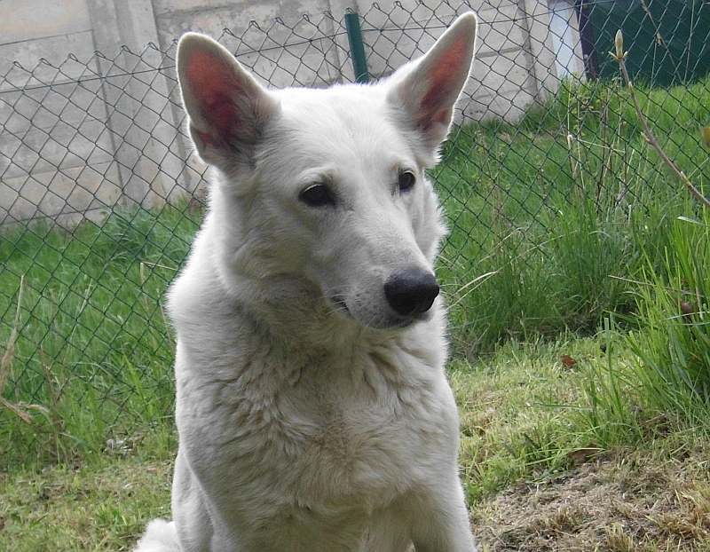 weisser Schferhund von den Grenzgngern