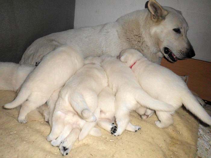 weisse Schferhundwelpen von den Grenzgngern