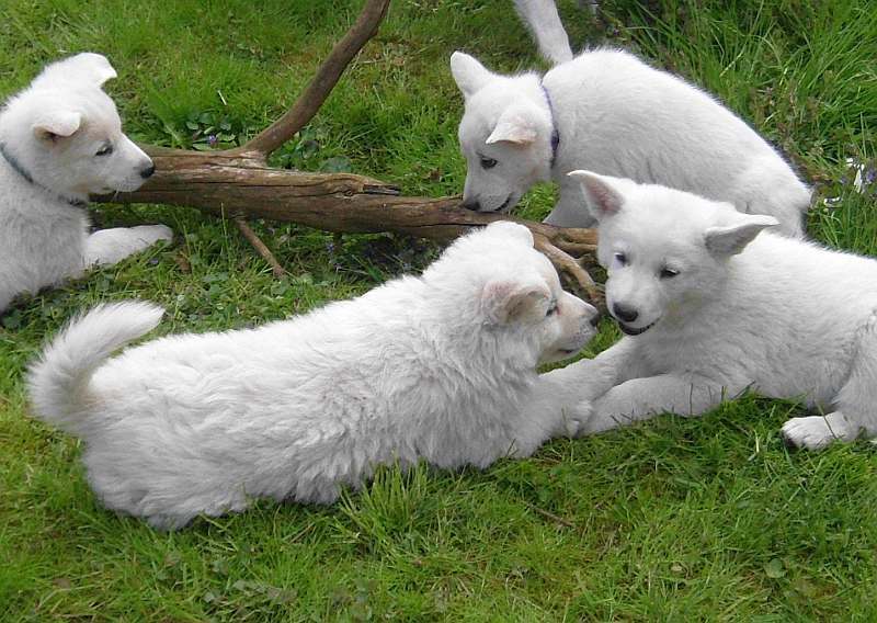 weisser Schferhund von den Grenzgngern