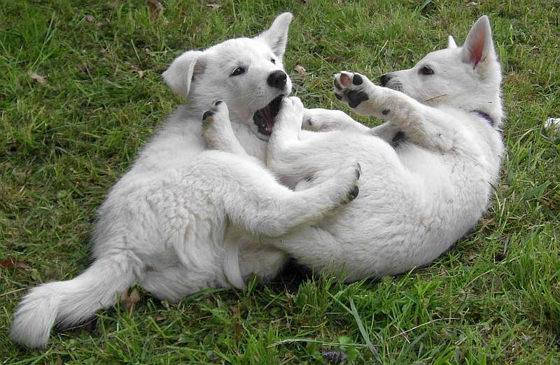 weisser Schferhund von den Grenzgngern