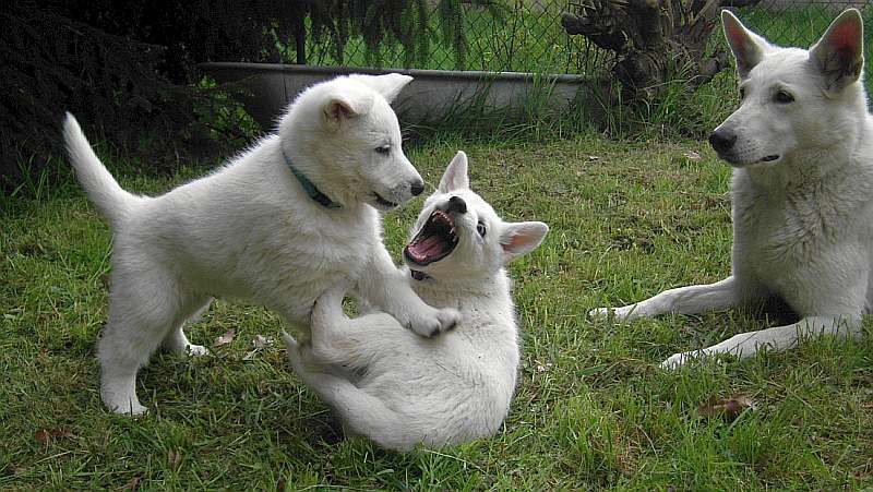 weisser Schferhund von den Grenzgngern