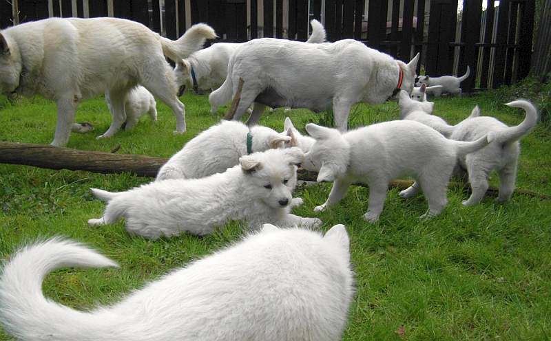 weisser Schferhund von den Grenzgngern