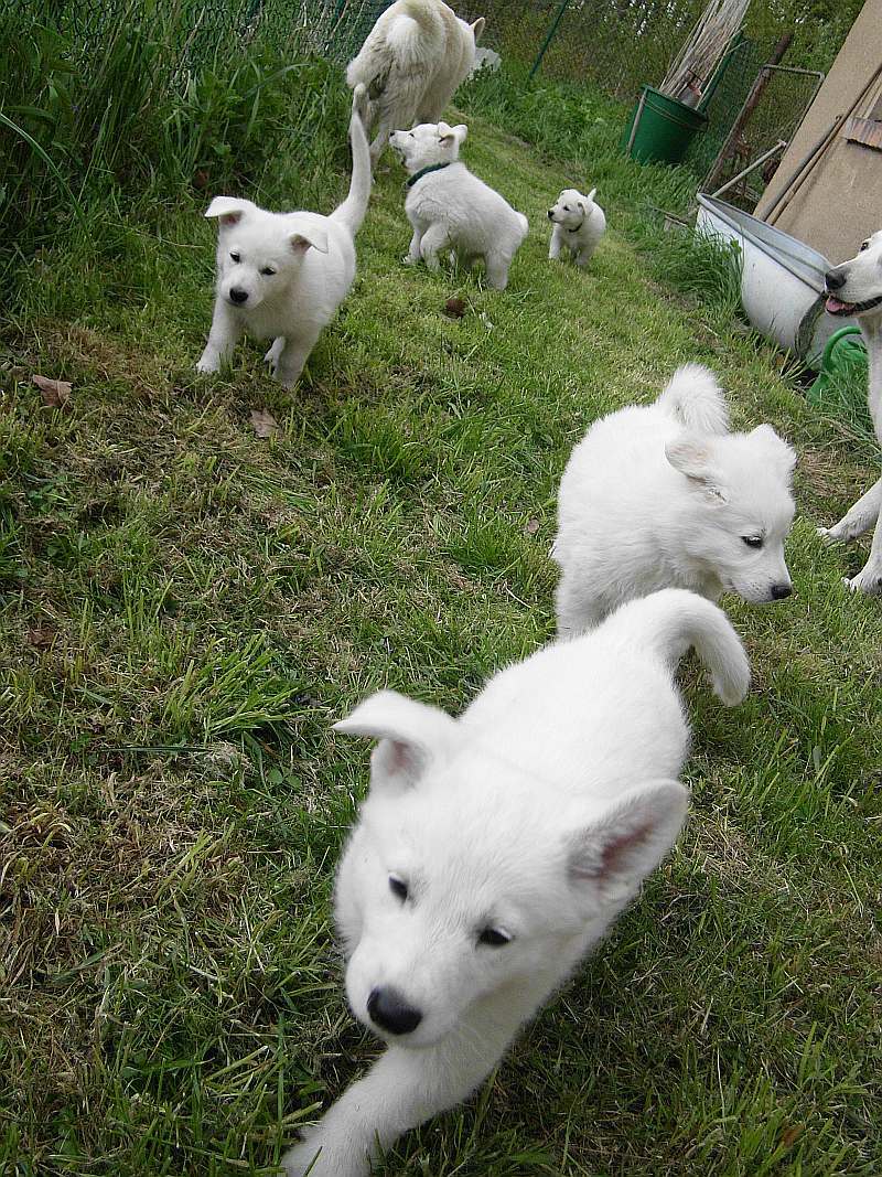 Weisser Schferhund von den Grenzgngern