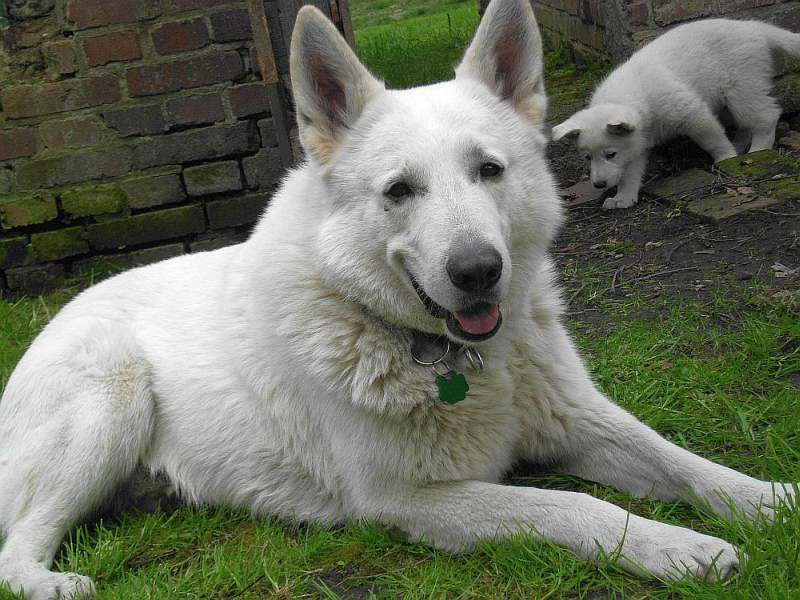 weisser Schferhund von den Grenzgngern