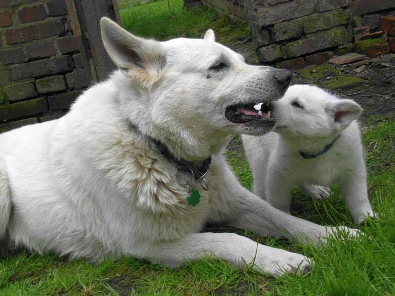 weisser Schferhund von den Grenzgngern