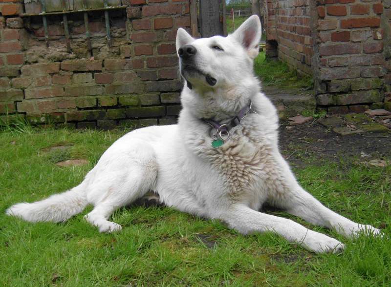 weisser Schferhund von den Grenzgngern