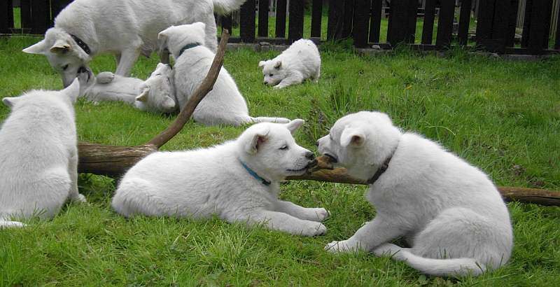 weisser Schferhund von den Grenzgngern