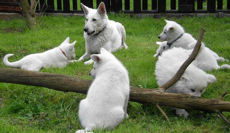 weisser Schferhund von den Grenzgngern