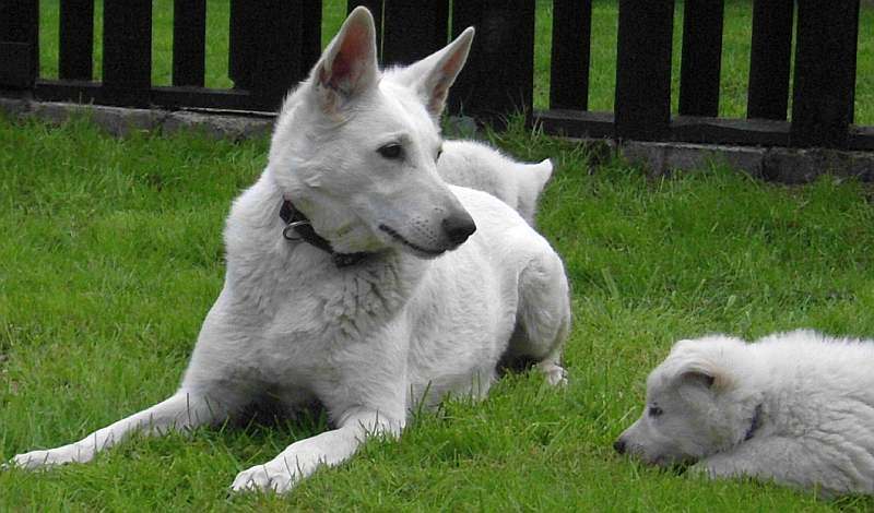 weisser Schferhund von den Grenzgngern