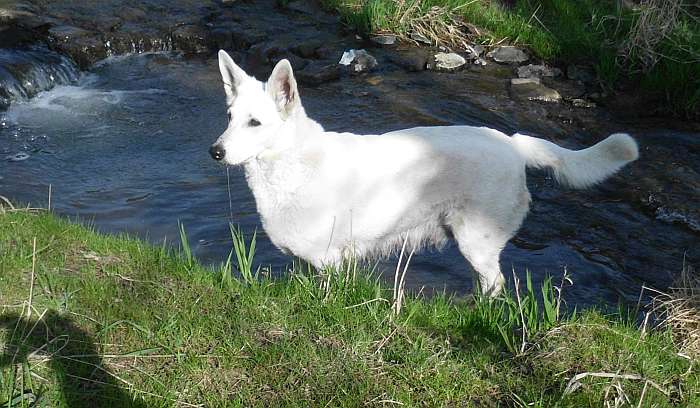 Weisse Schweizer Schferhunde, Amerikanisch Canadische Grenzgnger